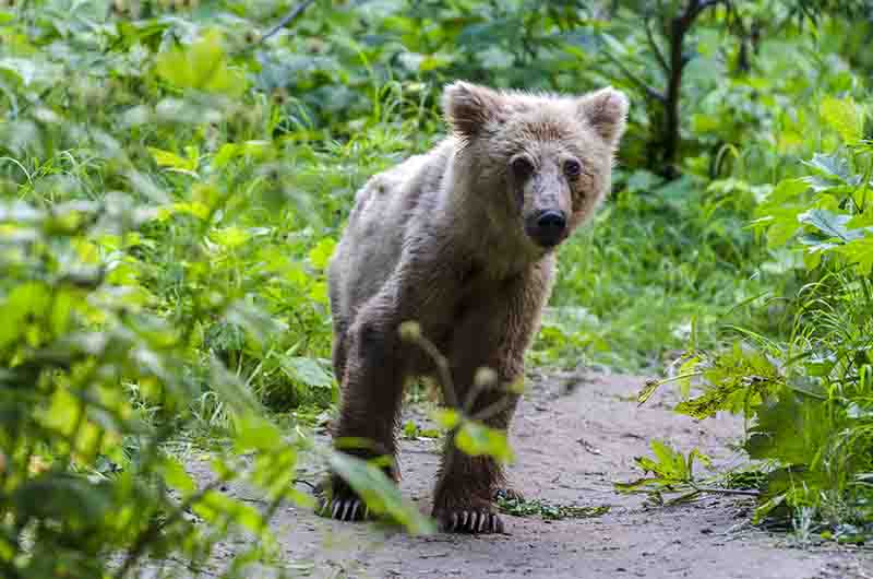 Oso Pardo - Kamchatka - Rusia 10.jpg